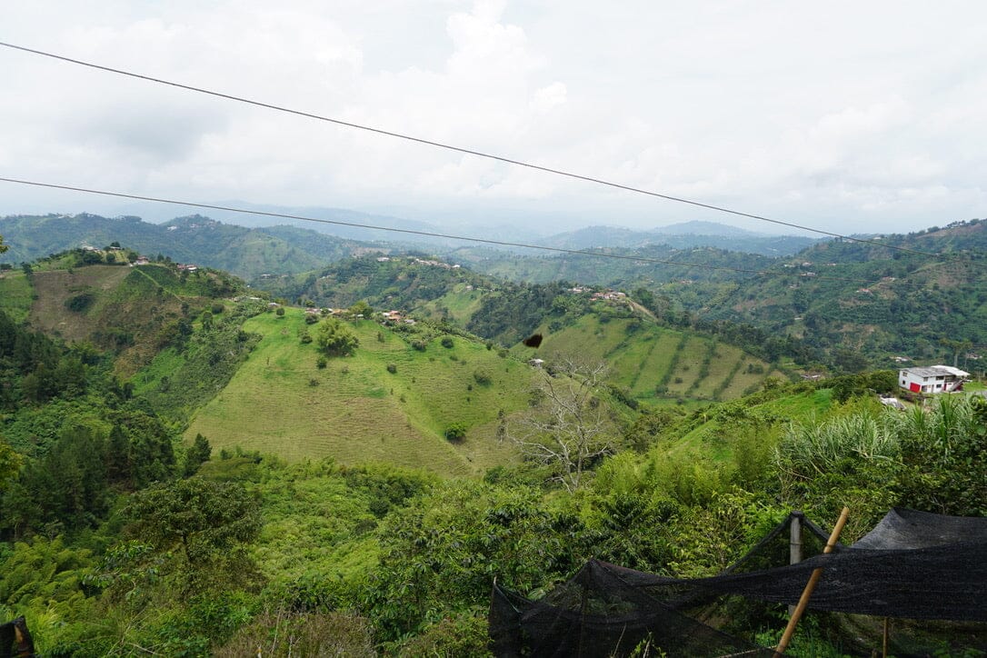 Understanding the Impact of Altitude on Coffee Flavor and Density