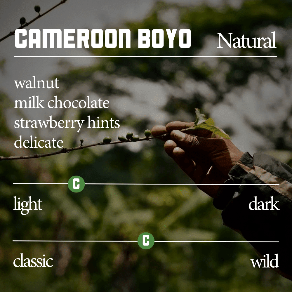 Cameroon Boyo Natural Retail Beans Cortez Coffee 